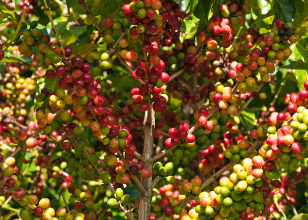 Mexico El Capo Coffee Beans, Chiapas Region,