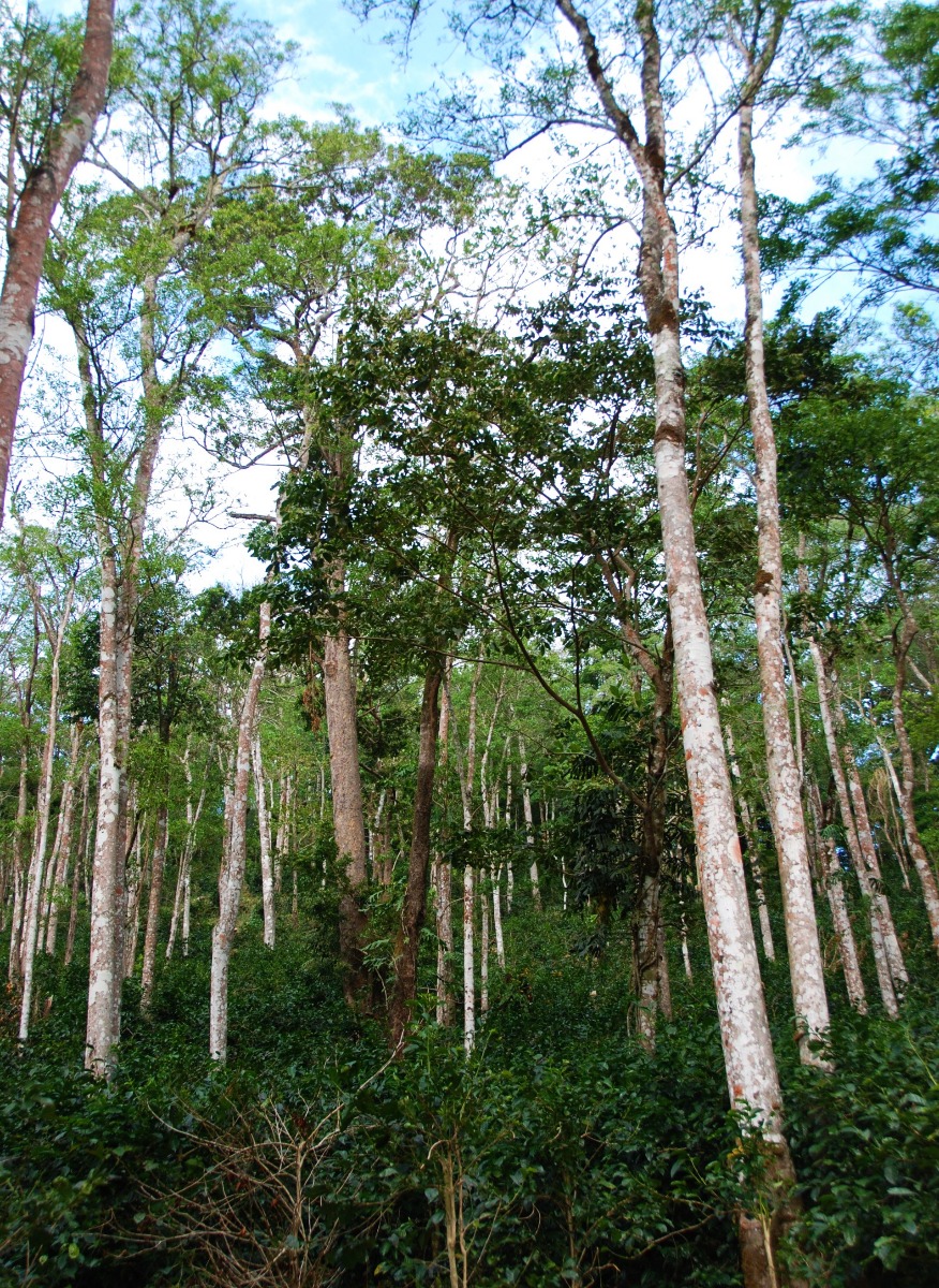 panama finca alma, nautral rainforest farm,