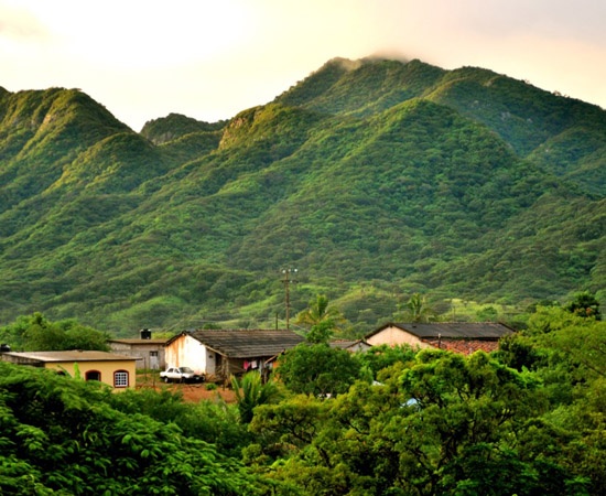 Mexico El Capo Single Origin Coffee, Coffee Farm,