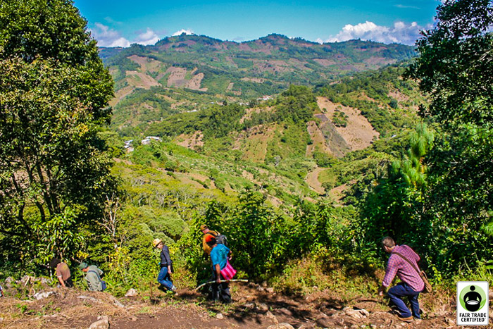 Mexico El Capo Single Origin Coffee, Coffee Farm Process,