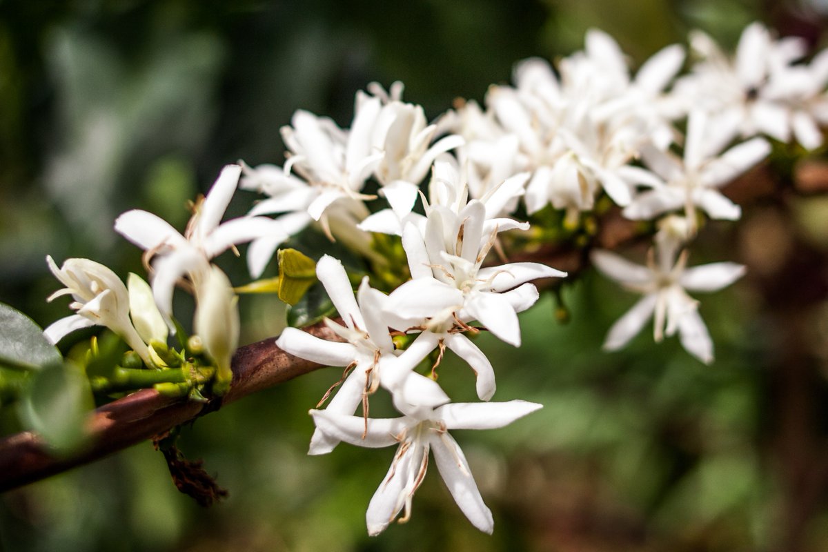 Coffee Cherry Blossoms on Mt Elgon