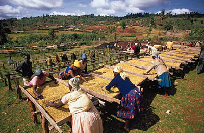 coffee bean process