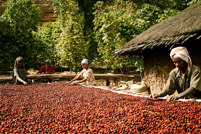 coffee beans