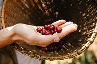 Coffee cherry Coffee cherry