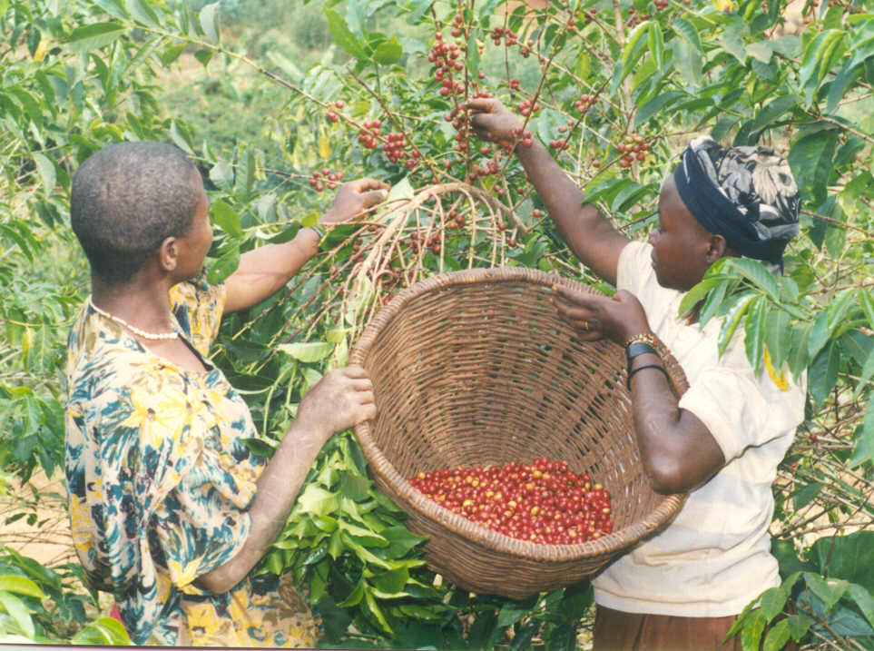 Burundi Coffee Single Origin