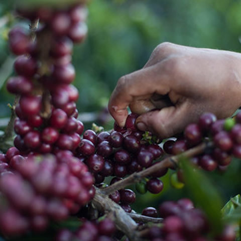 Coffee Cherry Plants at Finca Loma La Gloria in El Salvador