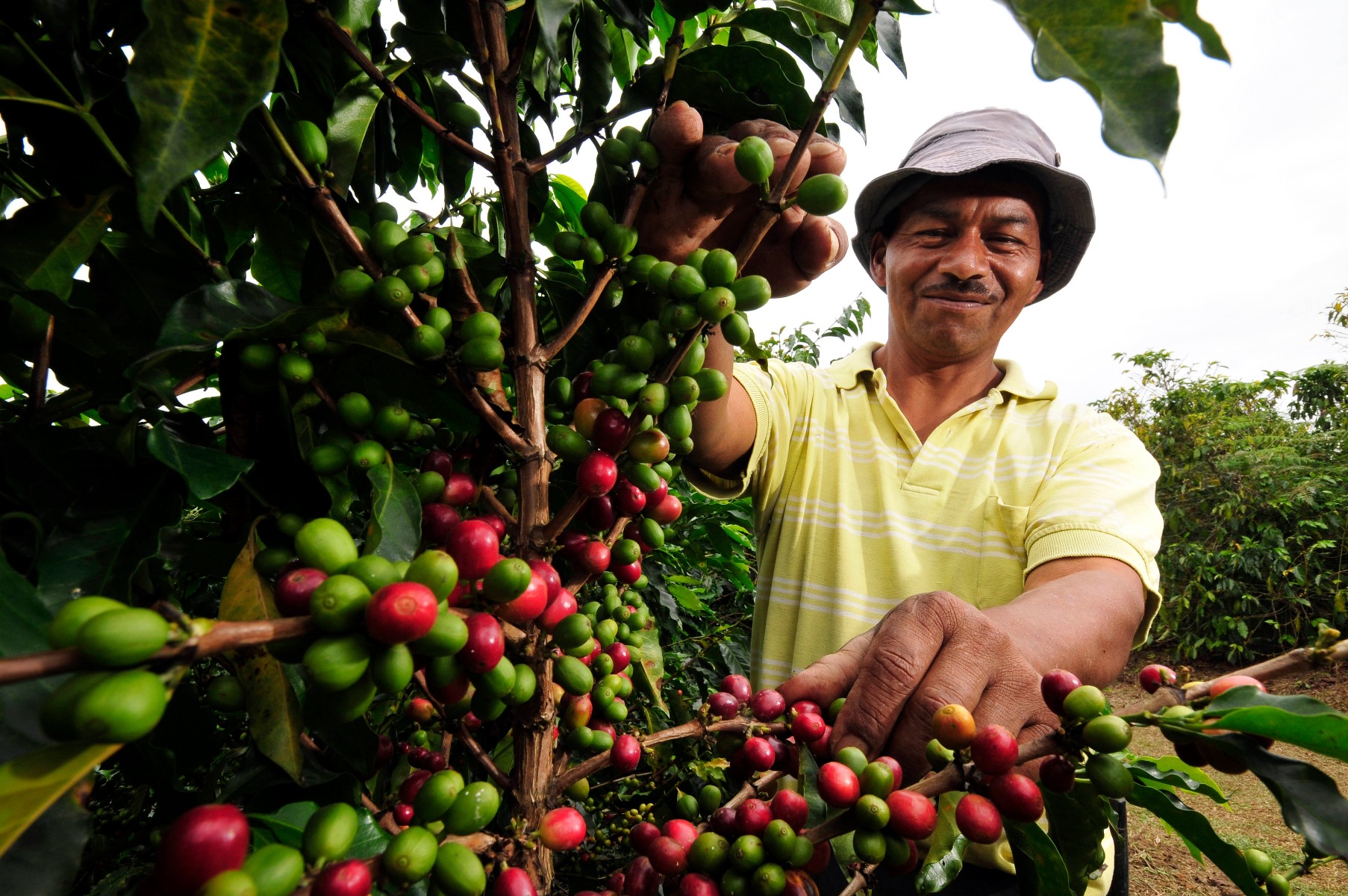 Coffee Cherry Colombia